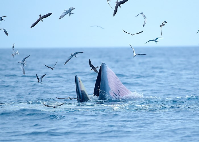 Cá voi xuất hiện nhiều ngày trên vùng biển Bình Định, nhà khoa học nói gì? - Anh 5