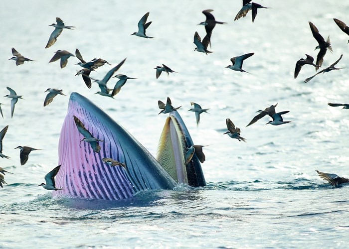 Cá voi xuất hiện nhiều ngày trên vùng biển Bình Định, nhà khoa học nói gì? - Anh 7