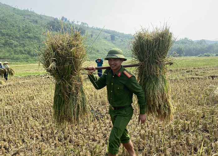 Hình ảnh đẹp về người chiến sĩ Công an đội nắng xuống đồng giúp dân gặt lúa - Anh 1
