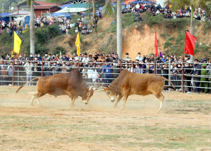 Ngày Xuân về Điện Biên Đông xem hội đấu bò truyền thống - Anh 1