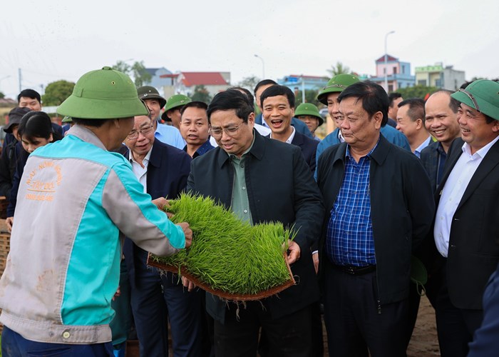 Thủ tướng xuống đồng cấy lúa cùng nông dân Hải Dương - Anh 1