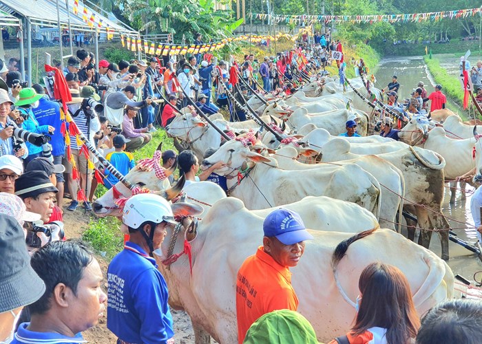 Phát huy Lễ hội đua bò Bảy Núi của đồng bào Khmer ở An Giang gắn với phát triển du lịch - Anh 1