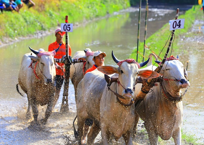 Phát huy Lễ hội đua bò Bảy Núi của đồng bào Khmer ở An Giang gắn với phát triển du lịch - Anh 4