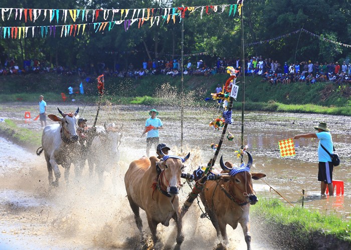 Phát huy Lễ hội đua bò Bảy Núi của đồng bào Khmer ở An Giang gắn với phát triển du lịch - Anh 6