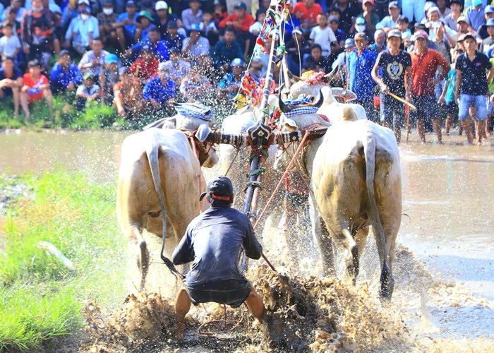Phát huy Lễ hội đua bò Bảy Núi của đồng bào Khmer ở An Giang gắn với phát triển du lịch - Anh 5
