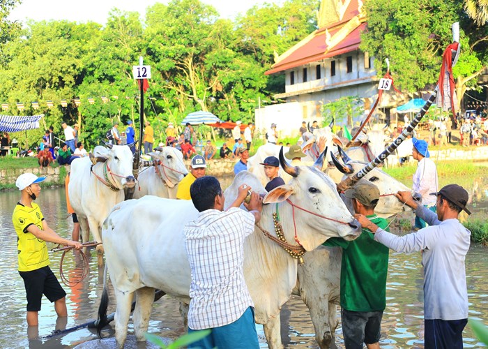 Phát huy Lễ hội đua bò Bảy Núi của đồng bào Khmer ở An Giang gắn với phát triển du lịch - Anh 2