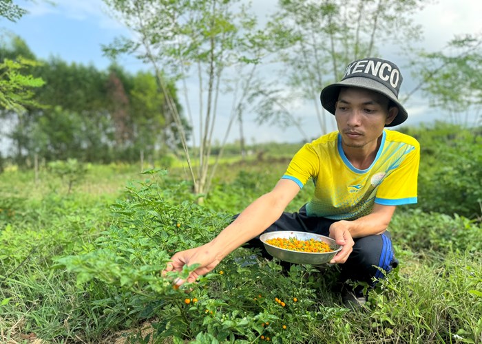 Quảng Ngãi: Tuổi trẻ khởi nghiệp từ nông nghiệp sạch gắn với dịch vụ du lịch - Anh 1