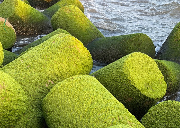 Bãi rêu xanh mướt ở bờ kè biển Quảng Ngãi thu hút du khách - Anh 4