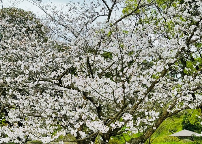 Du khách khắp thế giới đổ về Nhật Bản ngắm hoa anh đào - Anh 4