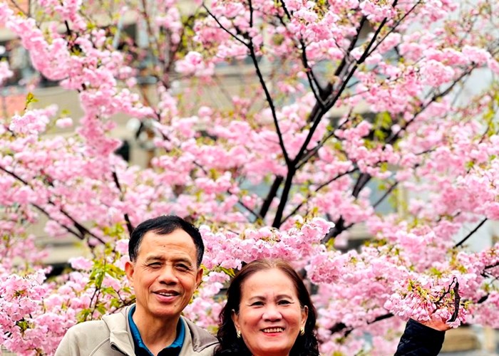 Du khách khắp thế giới đổ về Nhật Bản ngắm hoa anh đào - Anh 2
