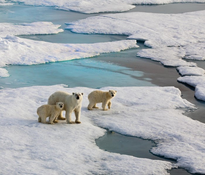 Bắc Cực nóng nhất trong 115.000 năm qua - Anh 1
