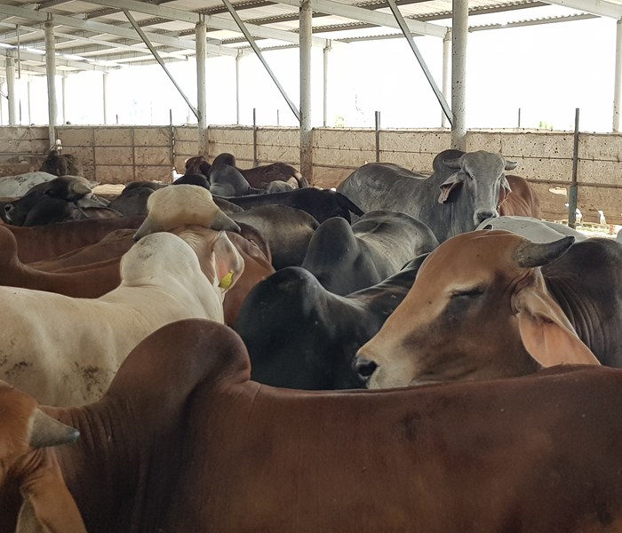 Quảng Bình: Người dân kéo đến vây trang trại nuôi bò gây ô nhiễm - Anh 2