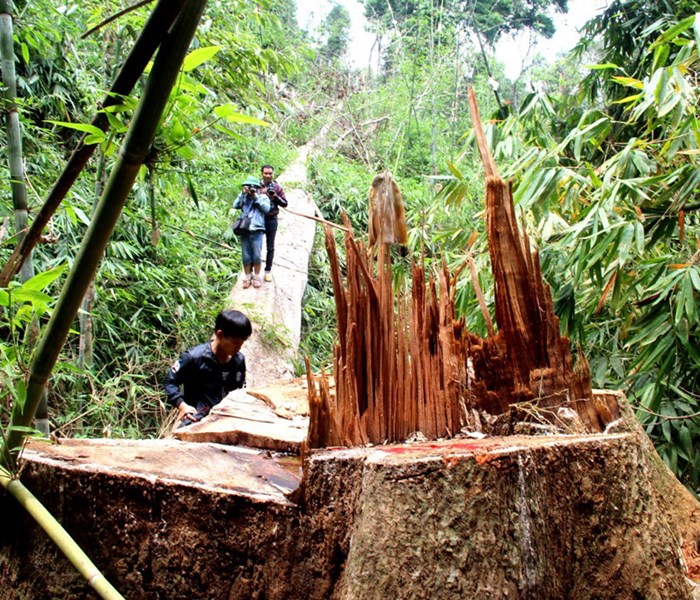 Quảng Nam+: Kỷ luật, cách chức hàng loạt cán bộ kiểm lâm vì để mất rừng - Anh 1