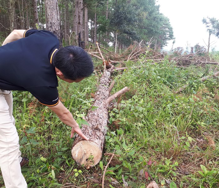 Rừng phòng hộ bị chặt hạ ở Lâm Đồng, đơn vị quản lý rừng không biết: Thời gian tới​ sẽ kiểm tra (!?) - Anh 1