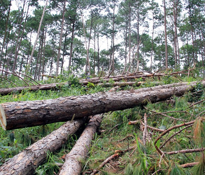 Lại phát hiện vụ chặt hạ rừng thông ở Lâm Đồng - Anh 1