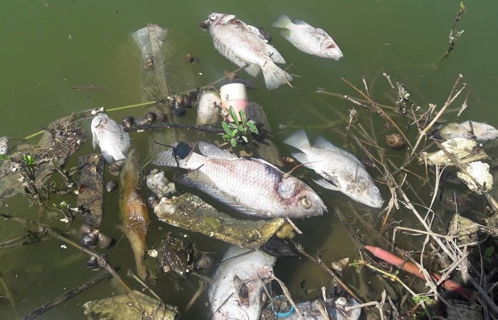 Đà Nẵng: Cá chết lại nổi trắng hồ - Anh 1