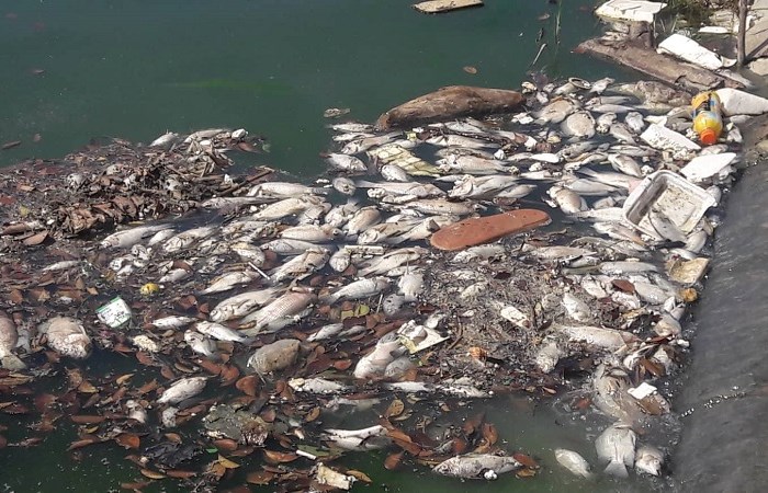 Đà Nẵng: Cá chết lại nổi trắng hồ - Anh 2