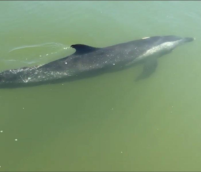 Hội An: Đưa chú cá heo đi lạc vào rừng dừa nước trở về biển - Anh 1