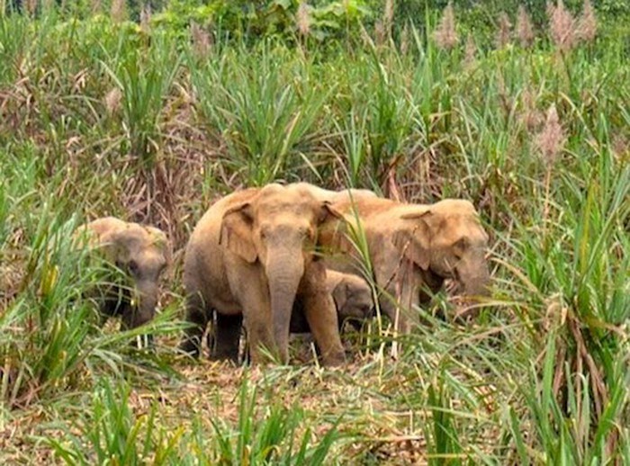 Nghệ​​​​​​​ An: Loay hoay tìm giải pháp đuổi voi rừng phá bản - Anh 1