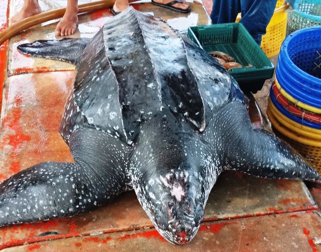 Rùa da quý hiếm nặng hơn 150 kg chết ở vùng biển Phú Quốc - Anh 1
