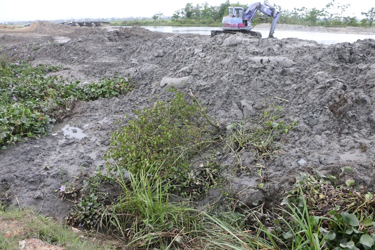 Đơn vị thi công xin khắc phục trồng lại rừng ngập mặn tại Thừa Thiên- Huế - Anh 1