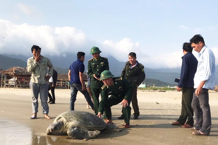 Thừa Thiên Huế: Thả cá thể vích nặng hơn 100kg về môi trường biển - Anh 1