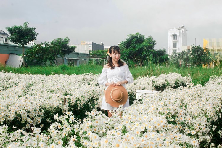 Vườn cúc họa mi giữa lòng TP Quảng Ngãi thu hút khách check in - Anh 2