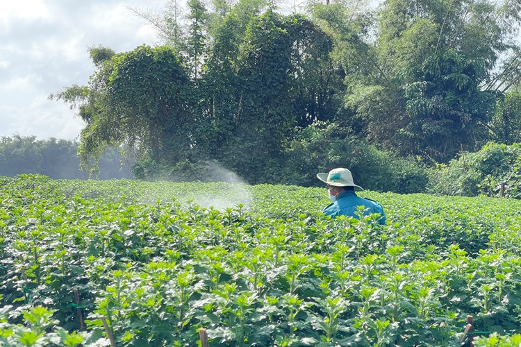 Làng hoa cúc Quảng Ngãi rộn ràng chuẩn bị đón Tết - Anh 2