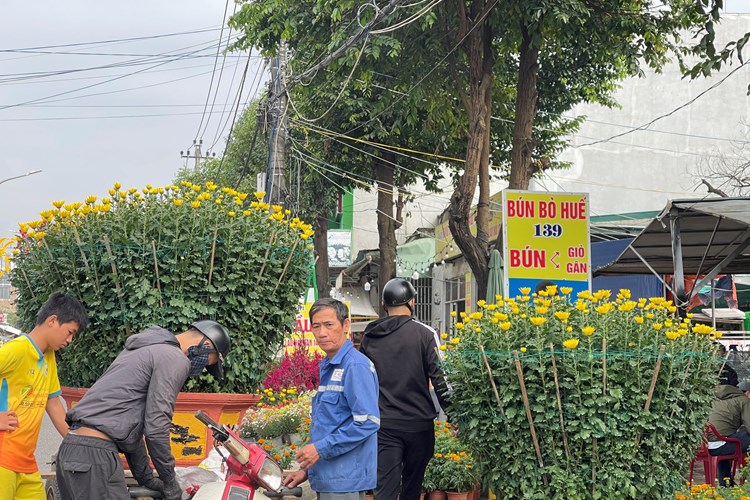 Đa dạng hoa, cây cảnh ở chợ hoa Xuân lớn nhất Quảng Ngãi - Anh 5
