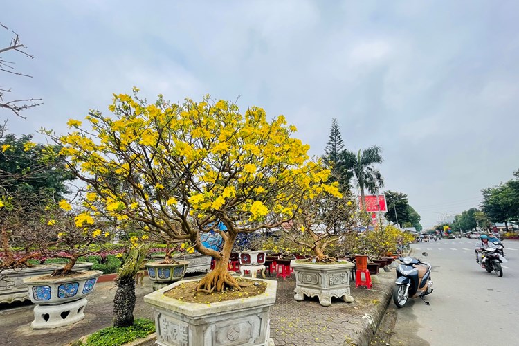 Đa dạng hoa, cây cảnh ở chợ hoa Xuân lớn nhất Quảng Ngãi - Anh 6