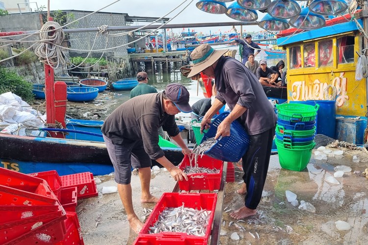 Quảng Ngãi: Ra quân đánh bắt hải sản, kỳ vọng năm mới bội thu - Anh 3