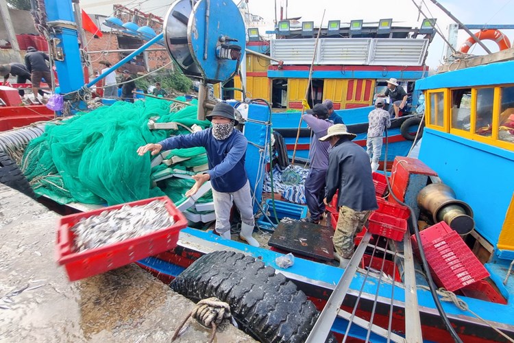 Ngư dân làng biển Quảng Ngãi trúng đậm mùa cá cơm - Anh 1