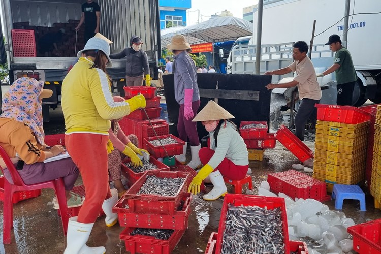 Ngư dân làng biển Quảng Ngãi trúng đậm mùa cá cơm - Anh 5