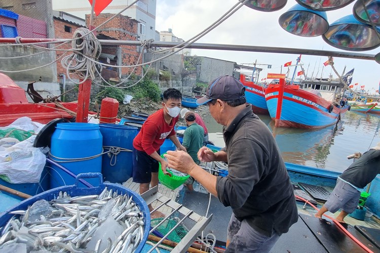 Ngư dân làng biển Quảng Ngãi trúng đậm mùa cá cơm - Anh 3