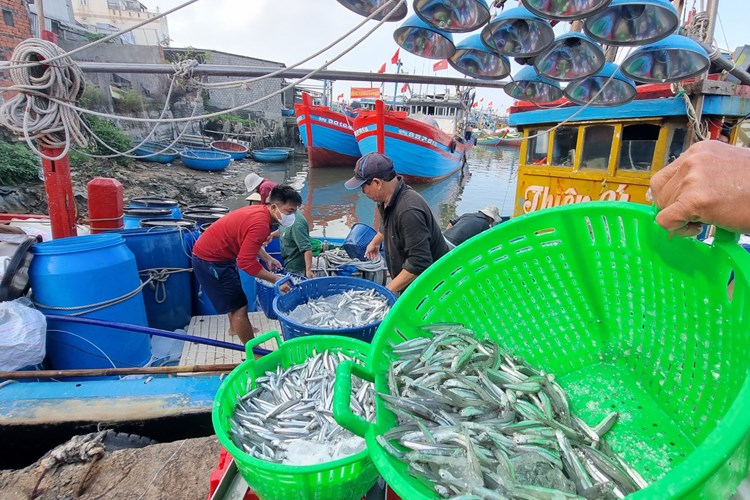 Ngư dân làng biển Quảng Ngãi trúng đậm mùa cá cơm - Anh 4