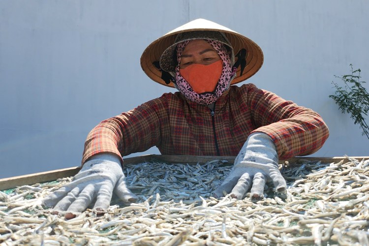 Ngư dân làng biển Quảng Ngãi trúng đậm mùa cá cơm - Anh 6