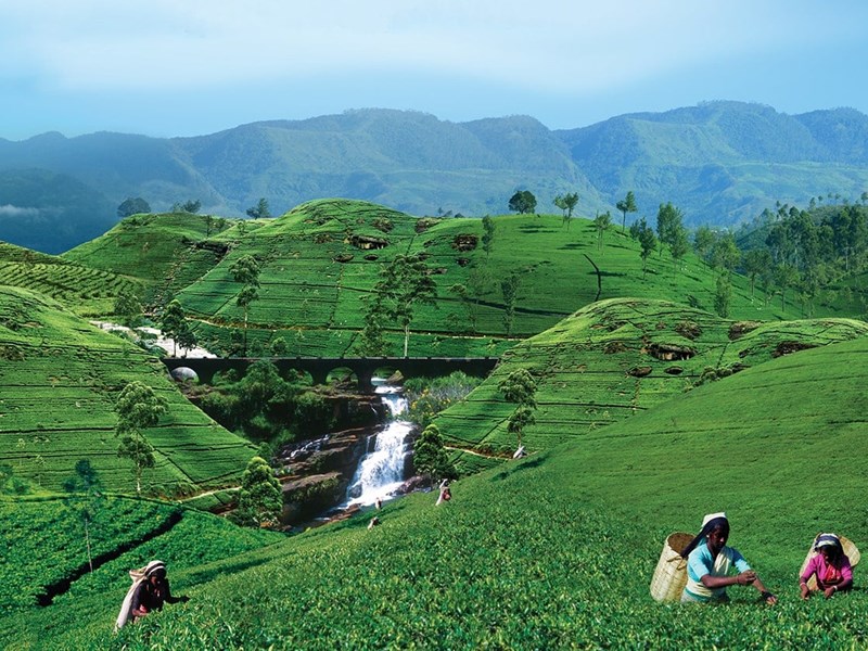 Quảng bá “đảo lộng lẫy” Sri Lanka tới doanh nghiệp du lịch Việt Nam - Anh 6