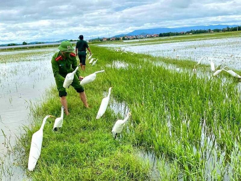 Quảng Bình: Tiêu hủy hàng ngàn dụng cụ bẫy chim, cò trên đồng ruộng - Anh 1