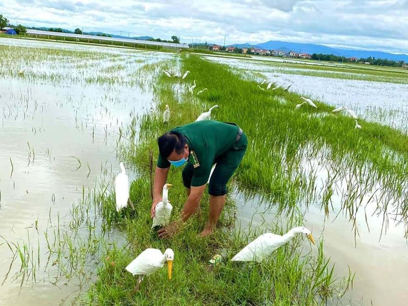 Quảng Bình: Tiêu hủy hàng ngàn dụng cụ bẫy chim, cò trên đồng ruộng - Anh 3