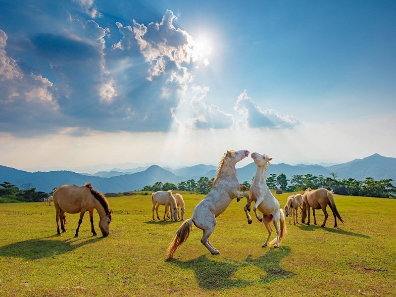 Lạng Sơn: Hướng phát triển bền vững đàn ngựa bạch Hữu Kiên - Anh 1