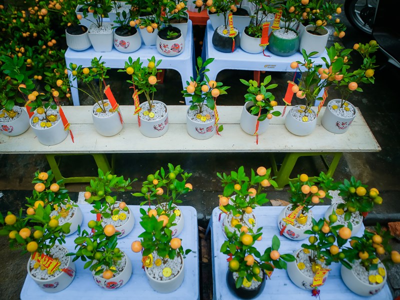 Chợ hoa xuân Hàng Lược vắng khách trong ngày đầu mở bán - Anh 8