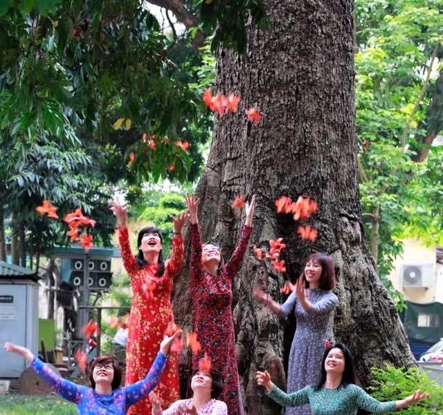 Ngắm hoa gạo tháng 3 ở Hà Nội - Anh 3