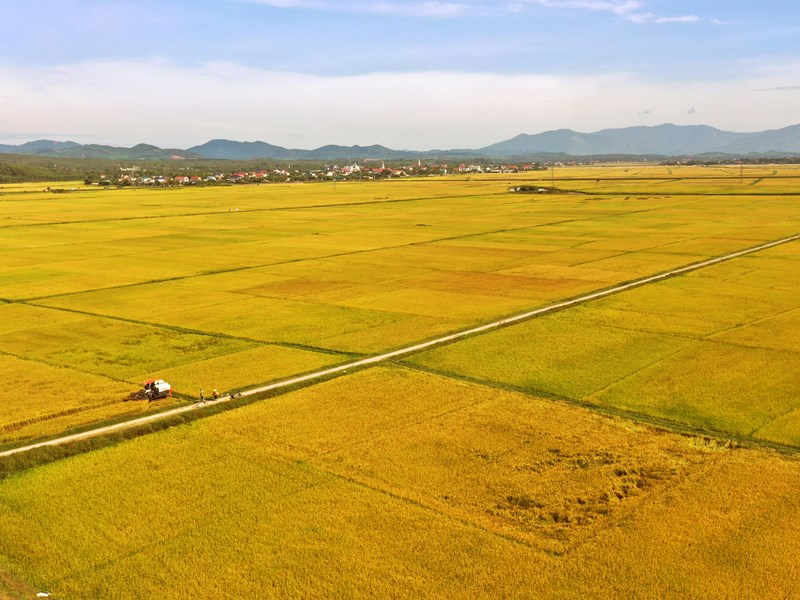 Nông dân Quảng Bình khẩn trương thu hoạch lúa hè thu - Anh 1