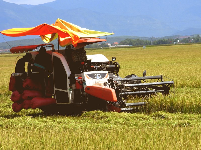 Nông dân Quảng Bình khẩn trương thu hoạch lúa hè thu - Anh 2