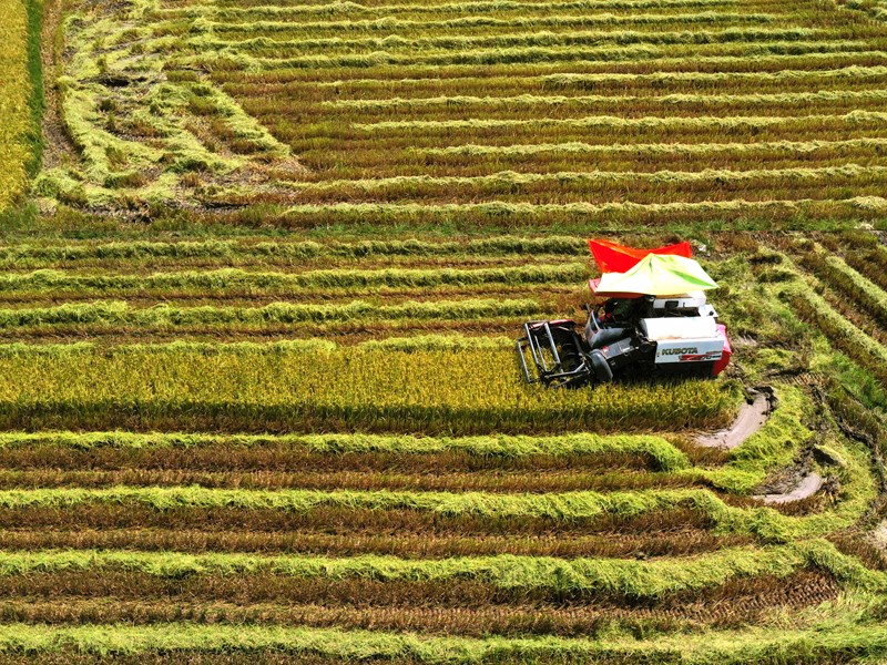 Nông dân Quảng Bình khẩn trương thu hoạch lúa hè thu - Anh 3