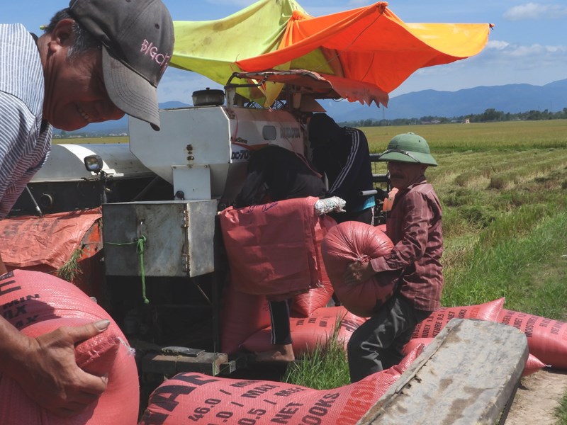 Nông dân Quảng Bình khẩn trương thu hoạch lúa hè thu - Anh 4