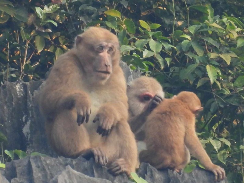 Quảng Bình: Xuất hiện đàn khỉ mốc quý hiếm ở khu vực bảo tồn voọc gáy trắng - Anh 2