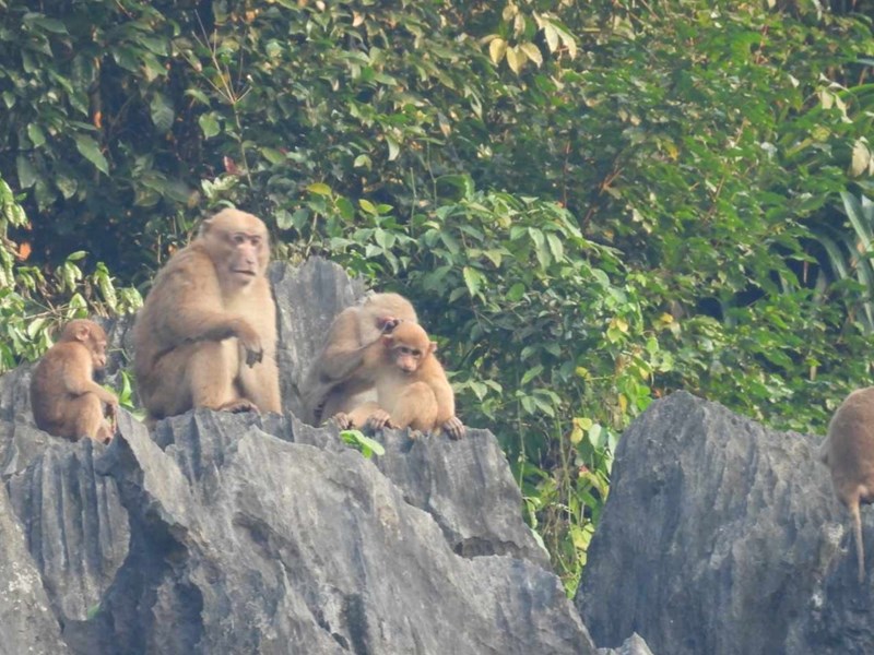 Quảng Bình: Xuất hiện đàn khỉ mốc quý hiếm ở khu vực bảo tồn voọc gáy trắng - Anh 1
