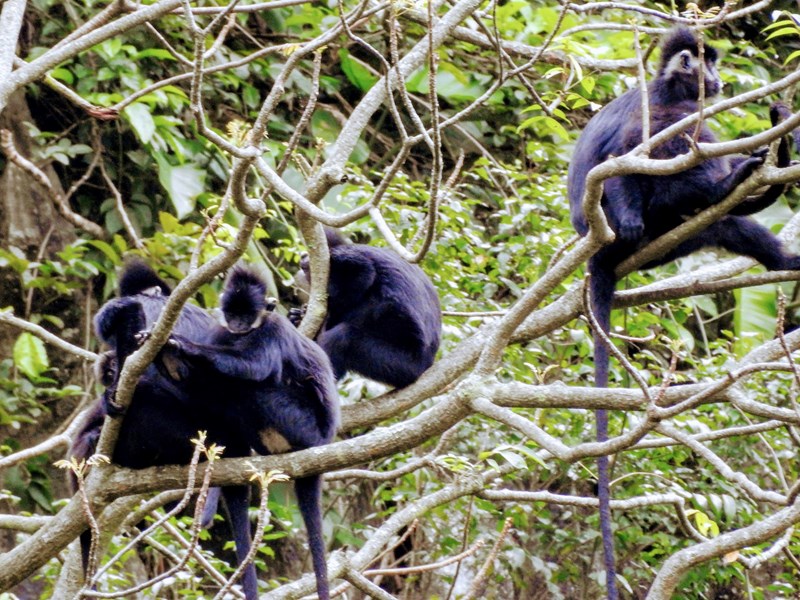 Quảng Bình: Xuất hiện đàn khỉ mốc quý hiếm ở khu vực bảo tồn voọc gáy trắng - Anh 3
