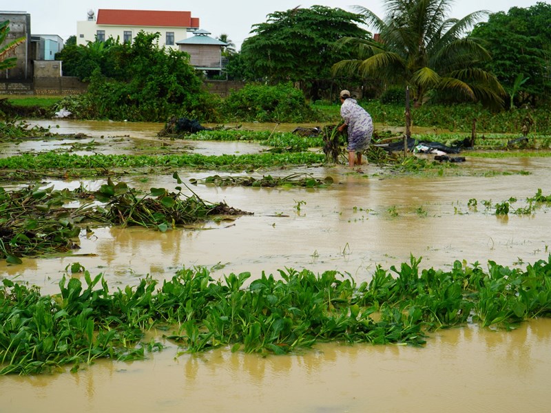 Khánh Hòa: Mưa lớn gây sạt lở đèo Khánh Lê, nhiều địa phương ngập sâu trong nước - Anh 4